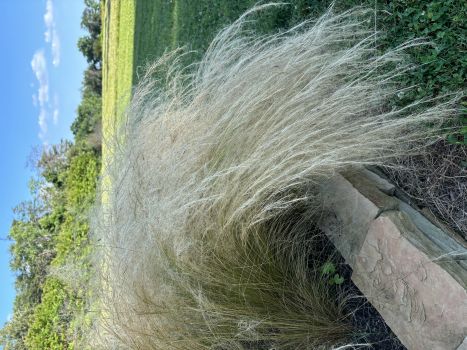 Mexican Feather Grass, Starter Plant in 4 Inch Cups